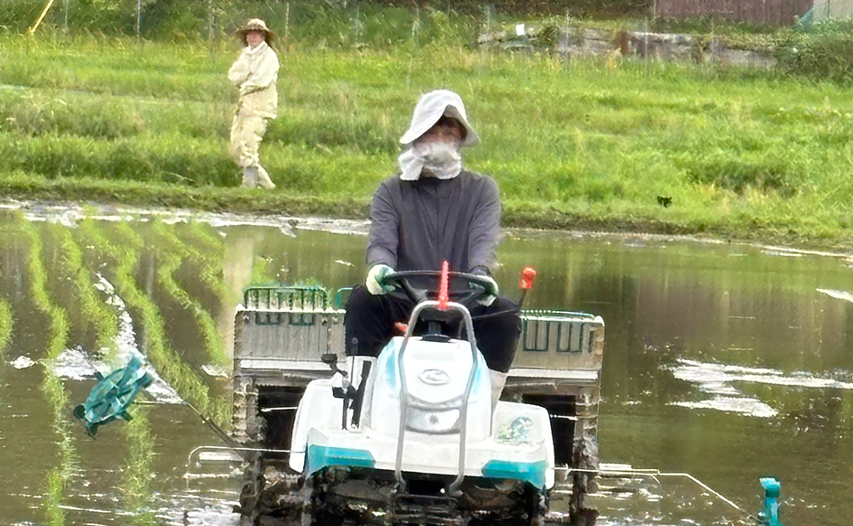米Terrace